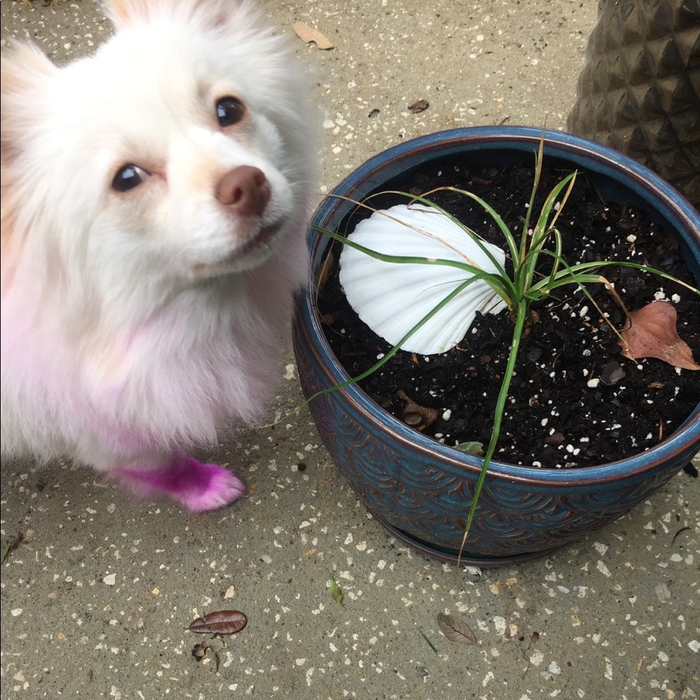 Meet your Posher, Nikki